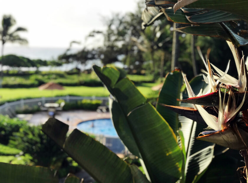 landscaping service for airbnb rentals